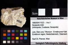 Foto (Objket + Etiketten) von ? Magila sp. 